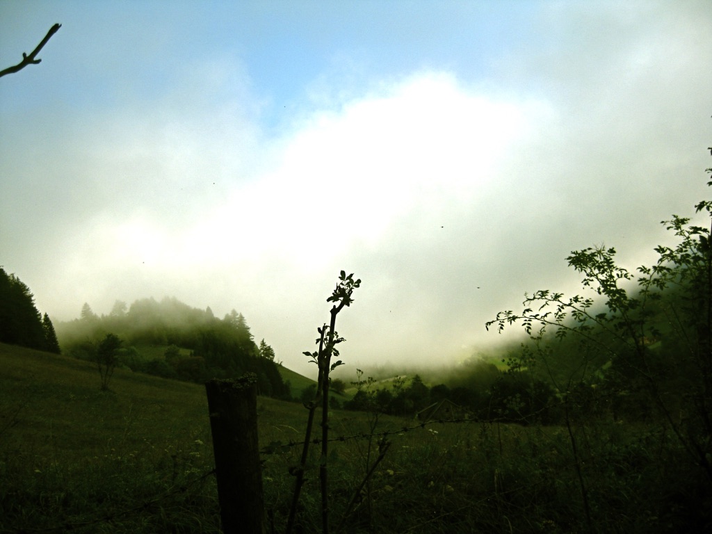 Herbst in freier Natur mit Nebel